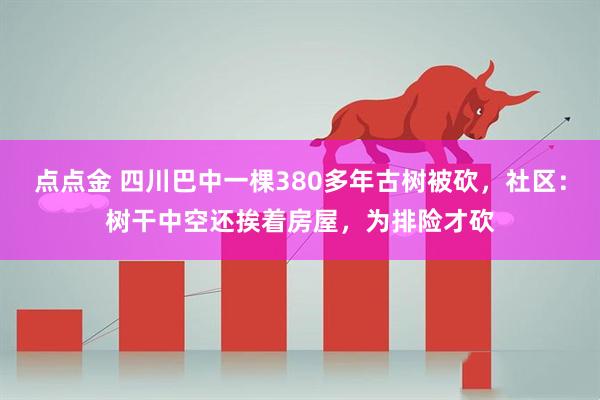 点点金 四川巴中一棵380多年古树被砍，社区：树干中空还挨着房屋，为排险才砍